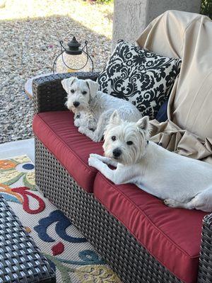 Happy Hounds has been our groomer Krystal,Sparky and Winter.