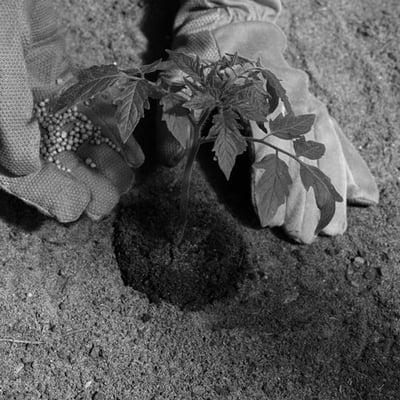 Roswell Seed Company Inc.