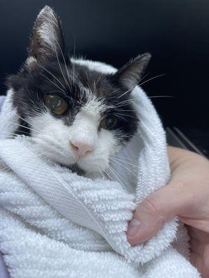 Best Friends Animal Care