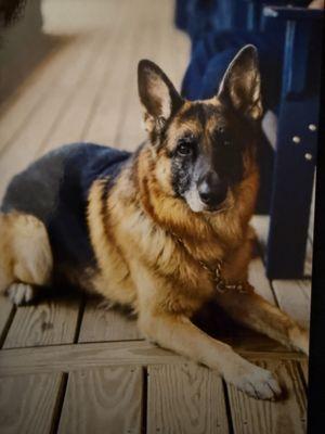 Stronghold German Shepherds