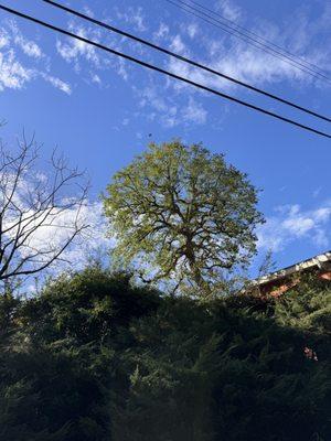 Garcia's Landscape Services