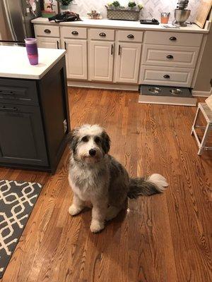 Lahaina dog grooming