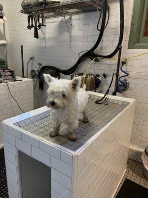 Black Nose Trading Company