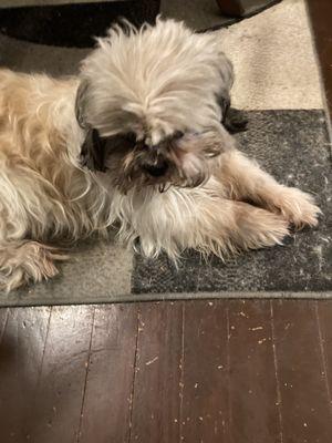 Chets Dog Grooming & Boarding