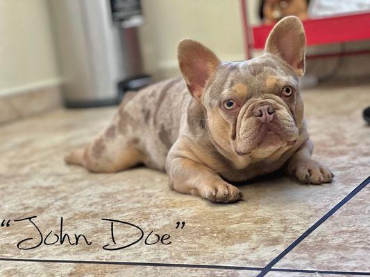 All Eyez On Me Frenchies