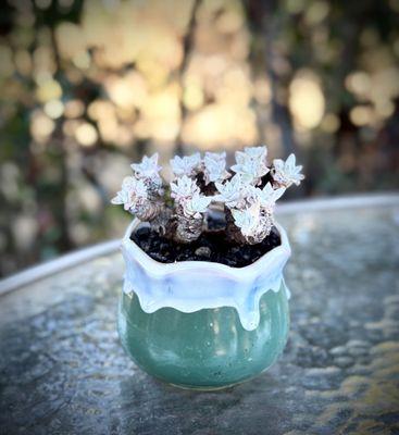 Four Seasons Succulents