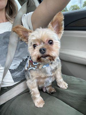 A Special Touch Grooming & Academy