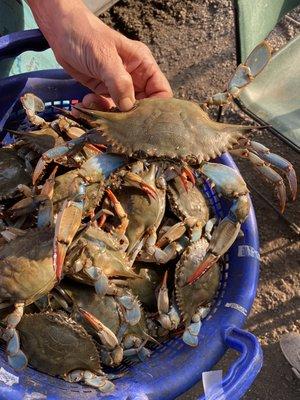 Cole’s Chesapeake Crabs