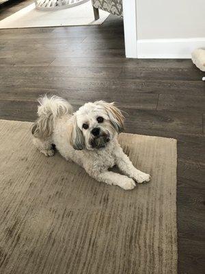 Royal Flush Havanese