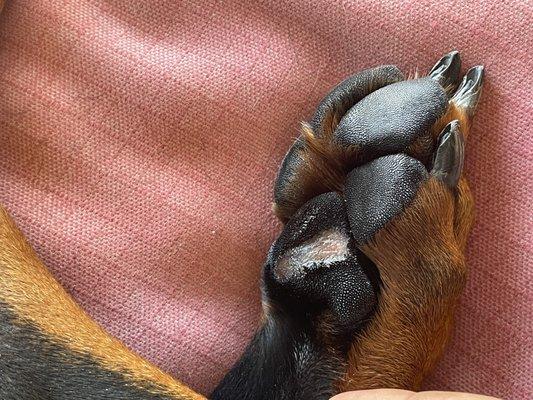 Pete and Mac’s Pet Resort