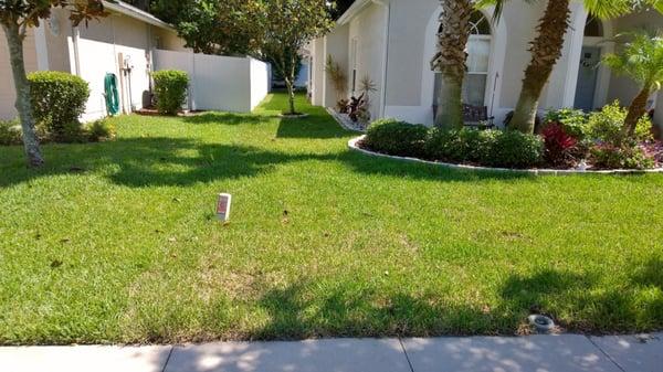 Left side of the yard and some patches due to water not reaching the areas but all fixed