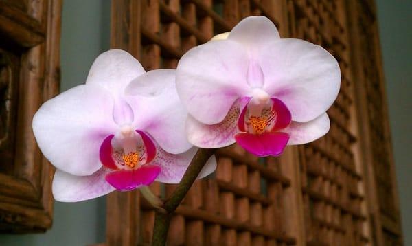 Spring Point Wellness