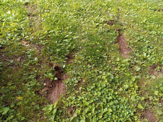 Clean Air Lawn Care-Louisville