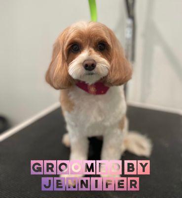 K9 Design Pet Grooming