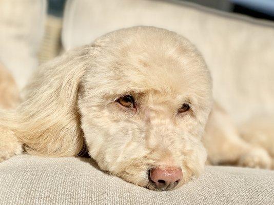 Bella, the day after grooming. We love Ashley and The Smiling Dog!