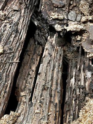 Packs Home Renovations and Handyman Services