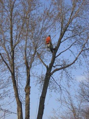 Tuttle's Tree Services