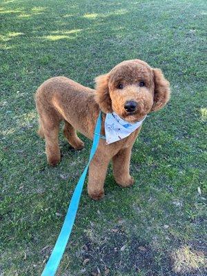 Wags to Riches Luxury Mobile Grooming