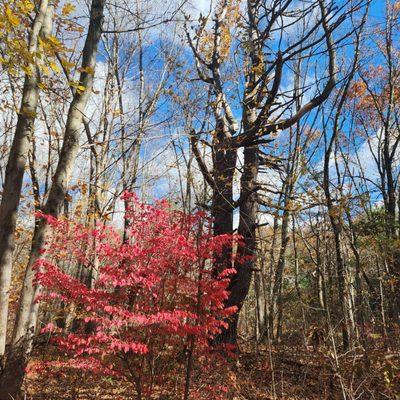Flaming Euonymus, there is a message here for those who have eyes to see and ears to hear.