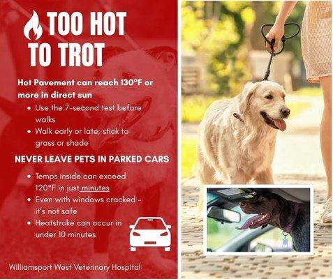 Williamsport West Veterinary Hospital