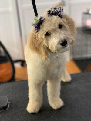 PetSpired of Hilliard