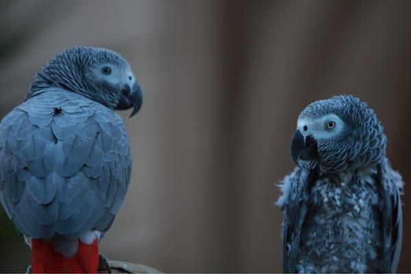 2 of the rescue birds we met at Balboa park.
