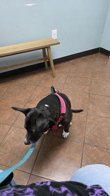 Willis Animal Hospital