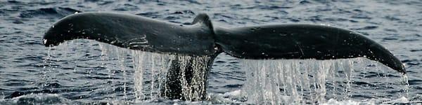 Whales in Hawaii on the Big Island