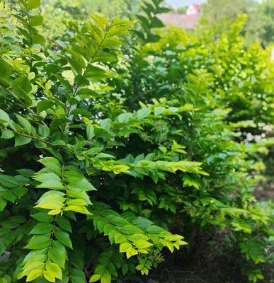 Gwendolyn Brooks Park