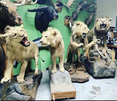 Animal Art Taxidermy & Studio Rentals