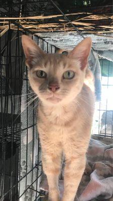 Texas Veterinary Hospitals