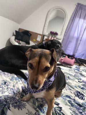 Dogs & Suds Pet Grooming