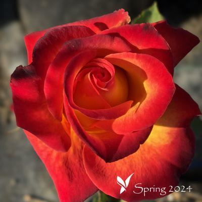 Bird of Paradise Nursery