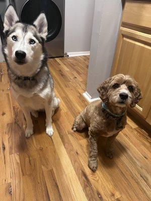 Bella & Bruno home from their grooming appointments