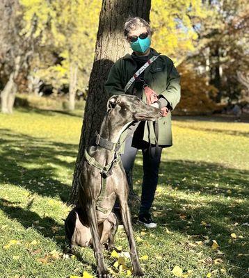 Dingo Girl Dog Training and Behavior Consulting