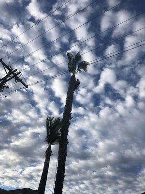 De Leon tree and landscape