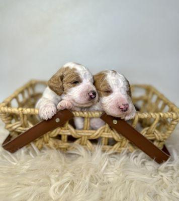 Groodle Doodle Ranch