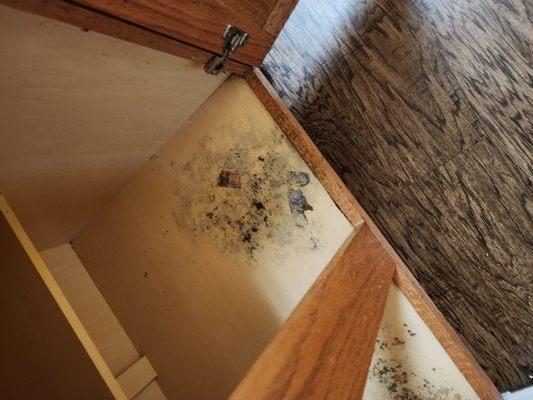 One of the cabinets on the day that I moved in. (june 2023)