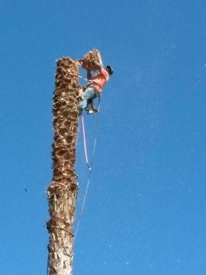 M S Castillo Tree Services