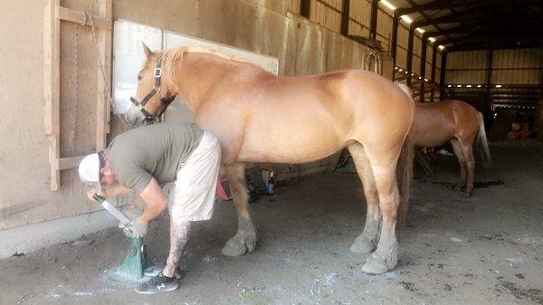 Demetri trimming Big Mama!