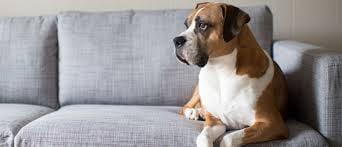 Stardust Carpet Cleaning