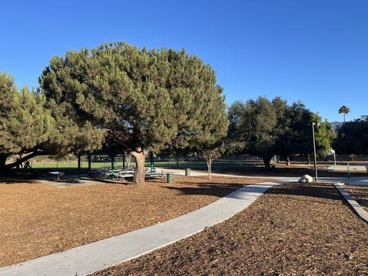 Pepper Tree Playfield