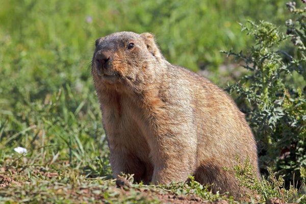 Budget Animal Removal