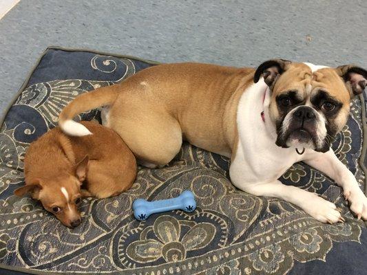 Paws 'n Pads Pet Care