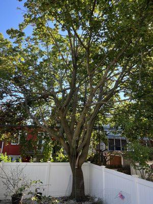 CountryMan Tree Service