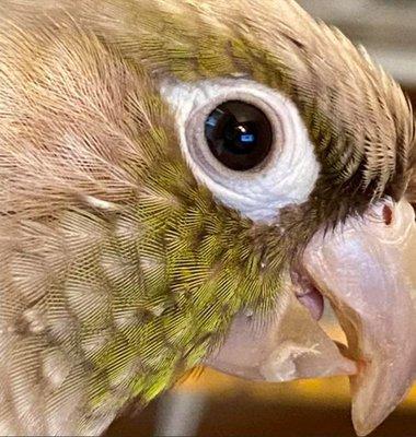 Footloose Veterinary Services