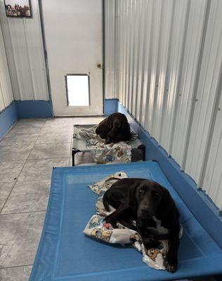 Woof Woof Pet Resort