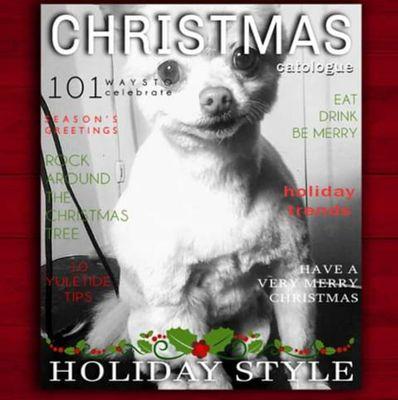 Prince's Christmas photo, groomed by Ashley Kyle