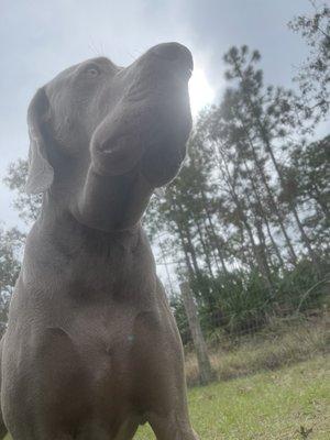 Brooksville Veterinary Clinic