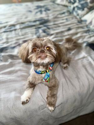 Sweet pOppie after a fresh groom and visit with Aunty Joy!